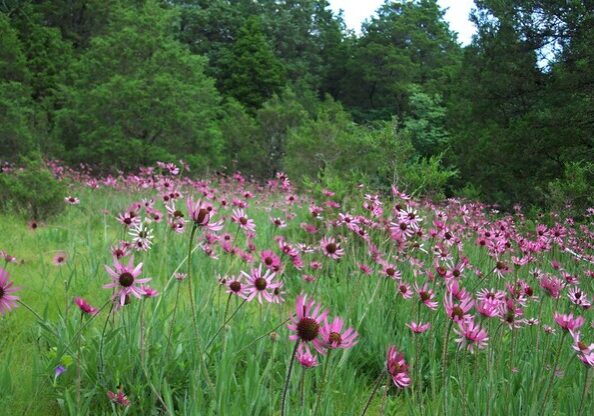 echinacea-tennesseensis-glade-27
